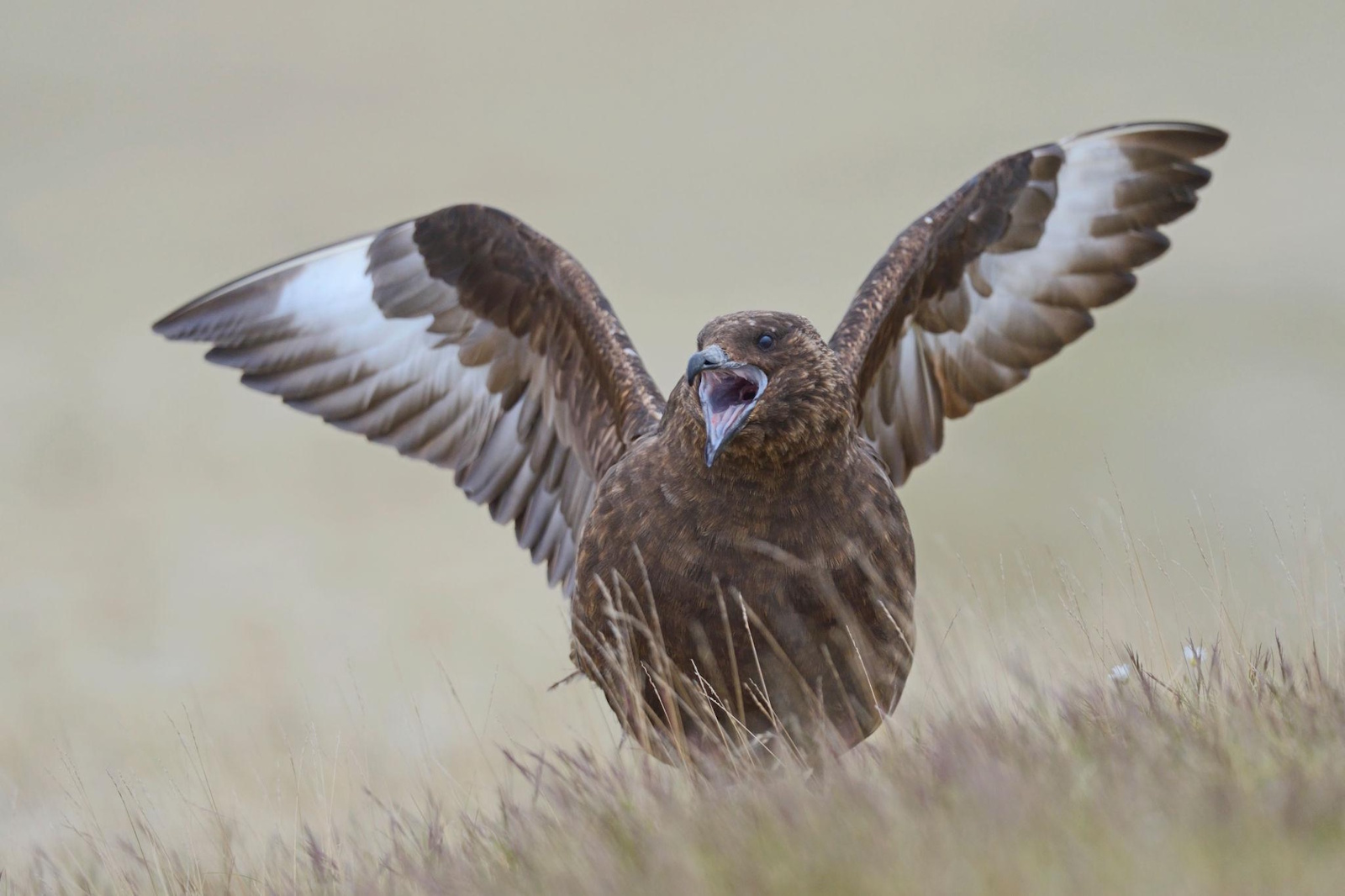 Skúmur (Stercorarius skua) á Íslandi
