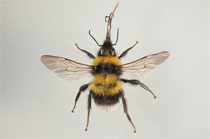 Garðhumla