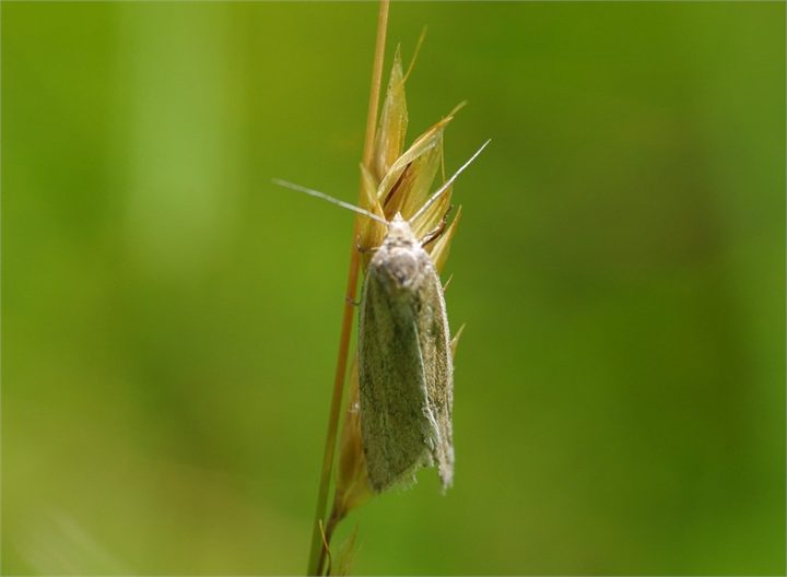 Grasvefari