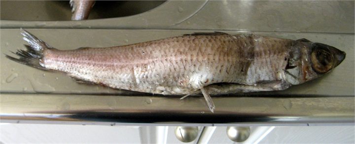 Gulllax