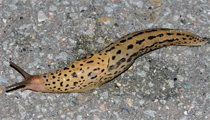 Pardussnigill