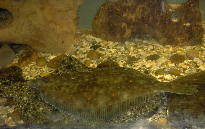 Skarkoli