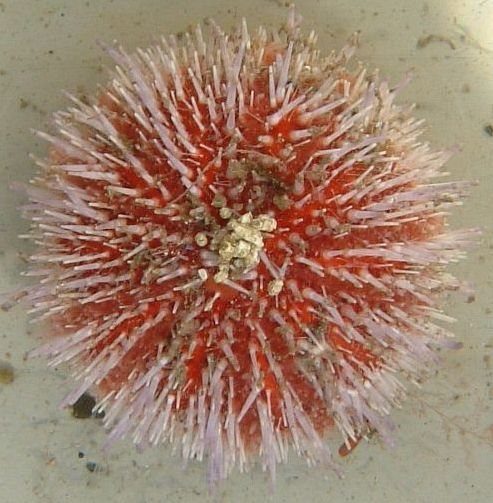 Rauðígull