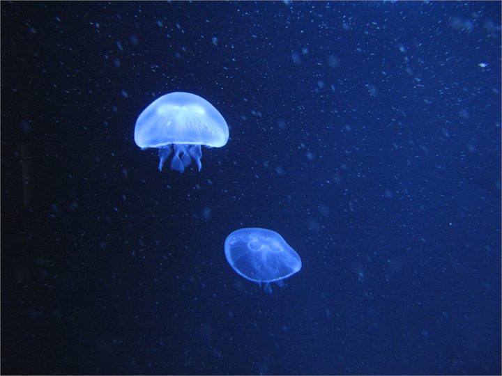Tunglskinshvelja