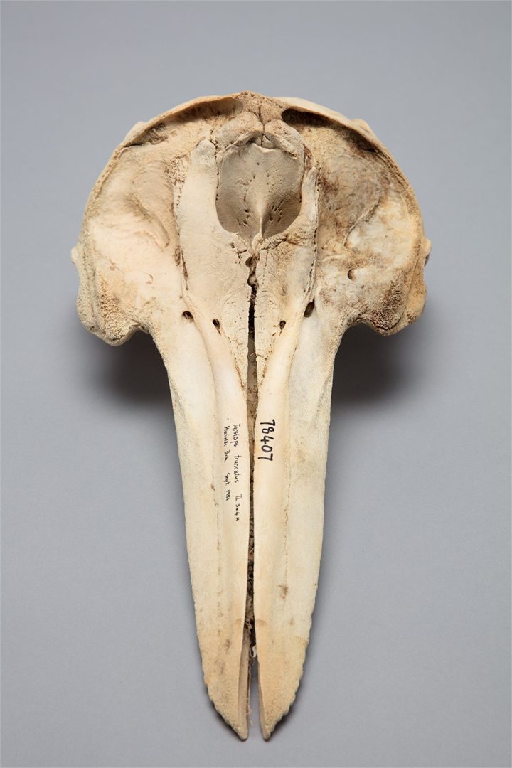 Stökkull