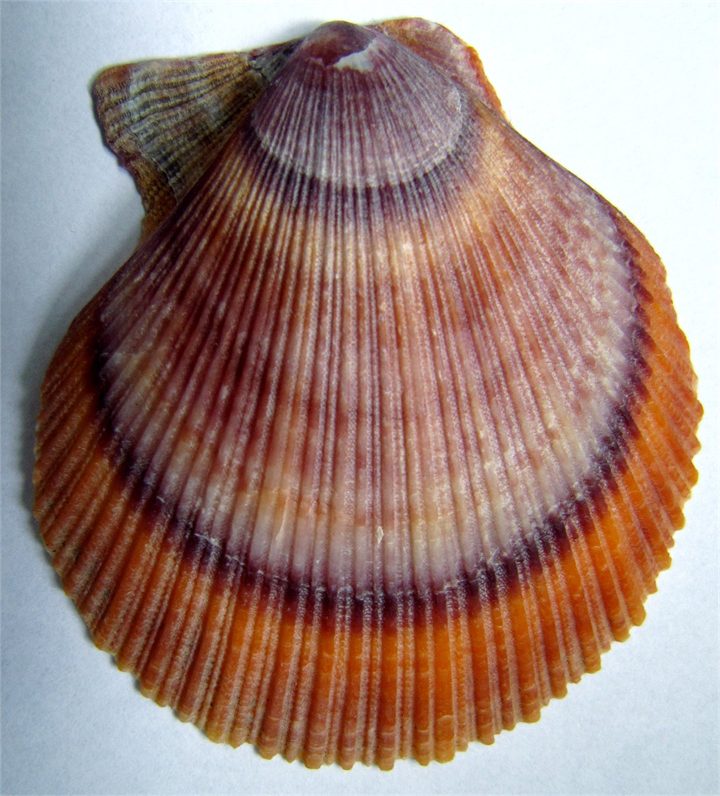Hörpudiskur