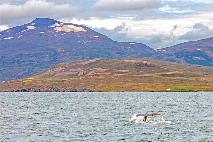Hnúfubakur