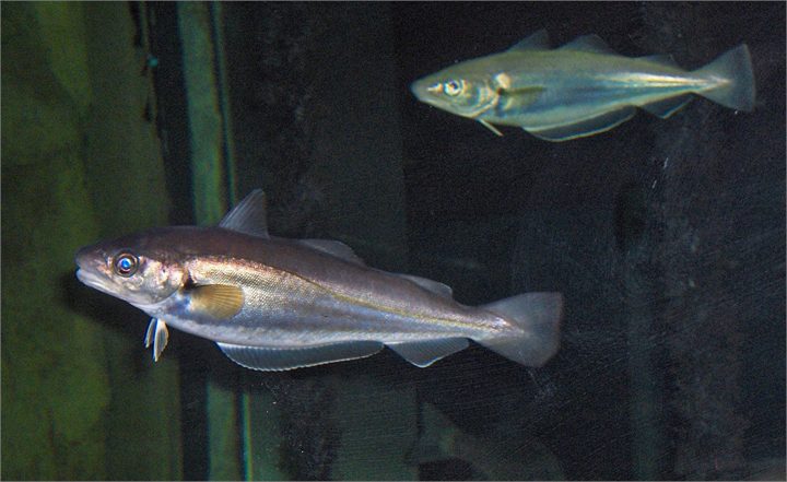 Lýsa