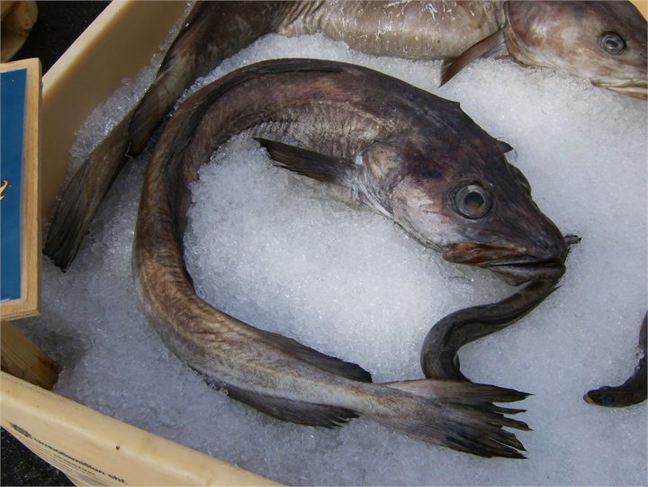 Blálanga