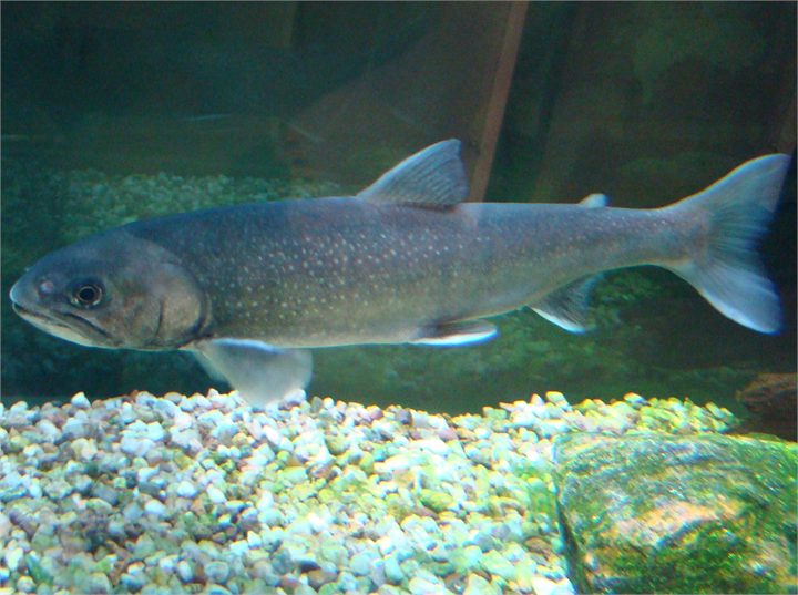 Bleikja