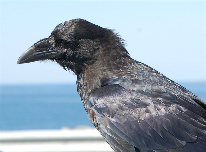 Hrafn