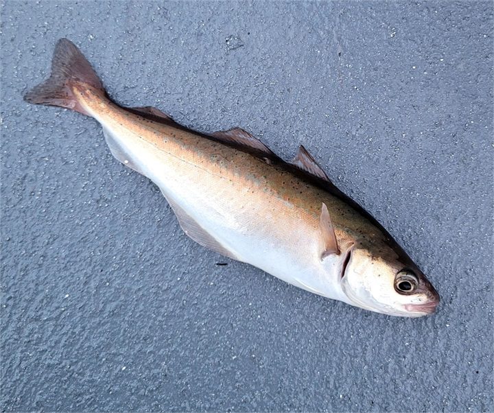 Ufsi