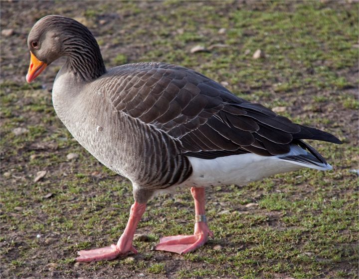 Grágæs