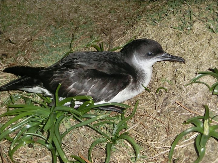 Skrofa