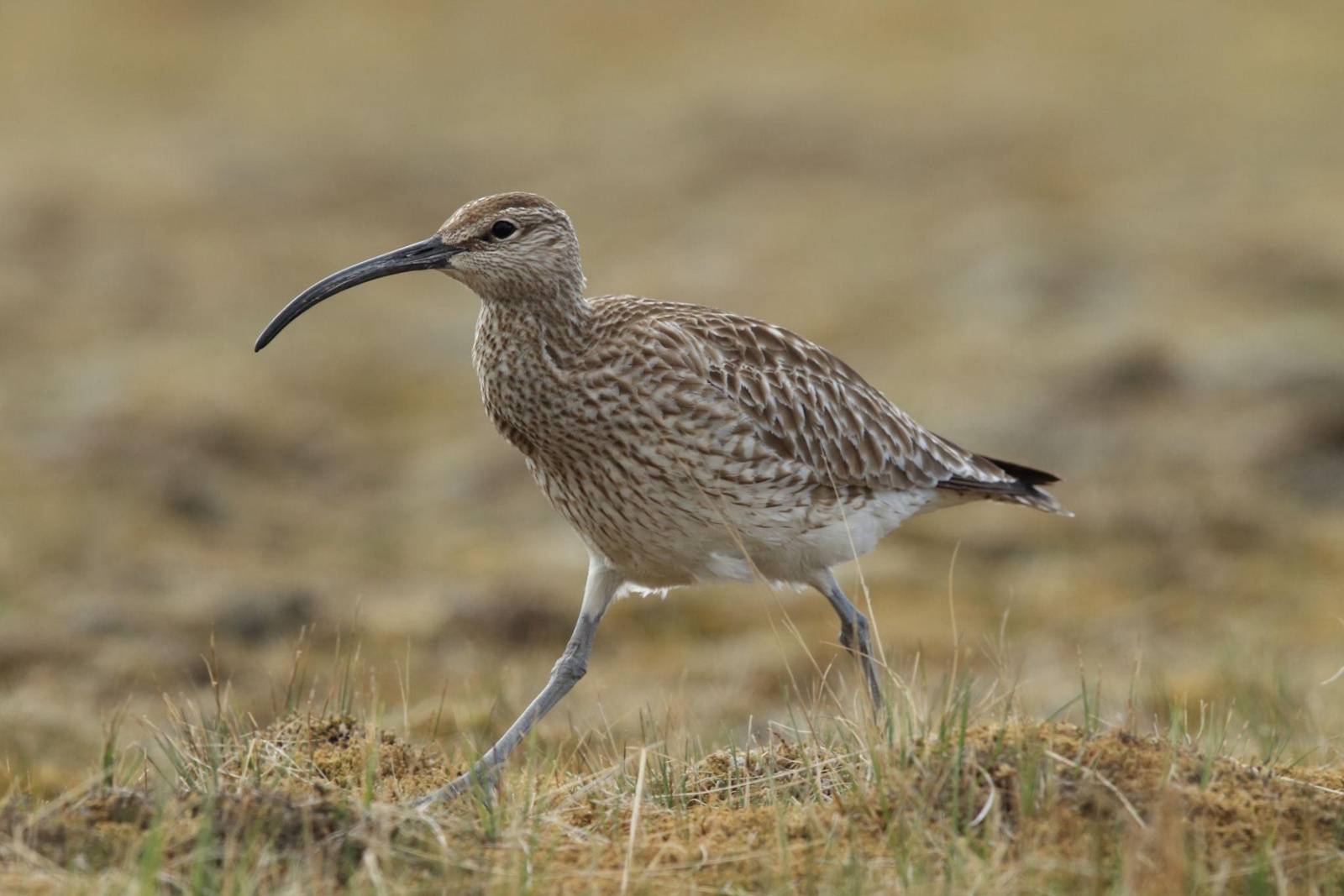 Spói (Numenius phaeopus)
