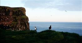 Látrabjarg