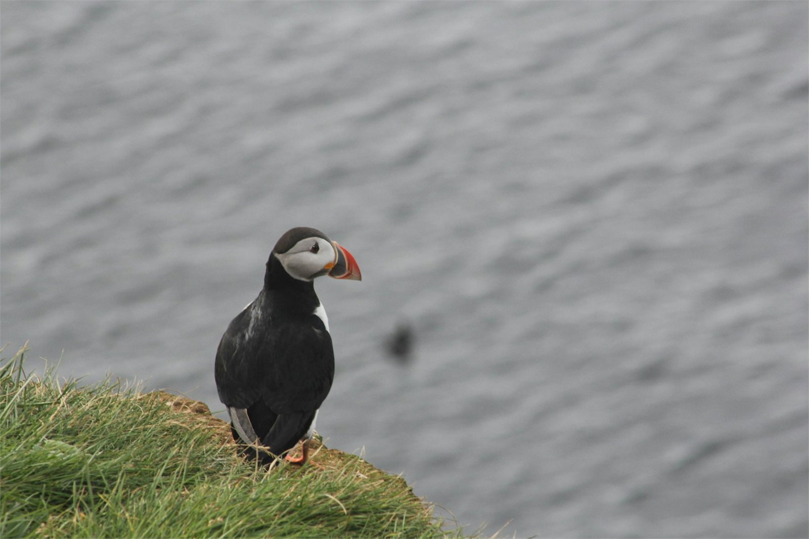 Atlantic puffin on Grímsey island in North Iceland