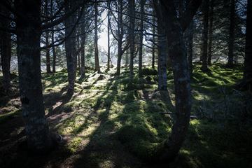 Hallormsstaðaskógur Forest