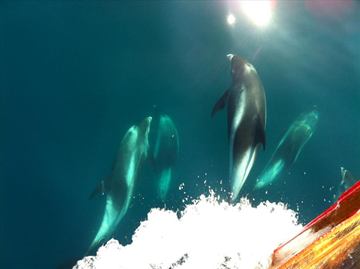 Arctic Sea Tours Whale Watching