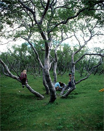Hallormsstaðaskógur Campsite